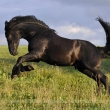 konek